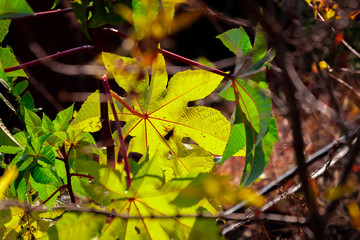 Green leaf os a plant against the morning sun light