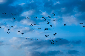 Birds flying