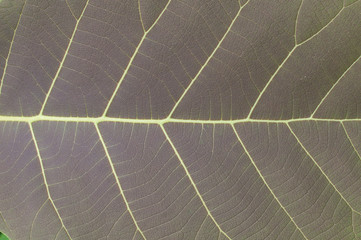 green leaf background