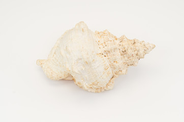 giant frog sea shell on a white background