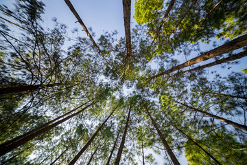 Looking up timber trees in the forest
