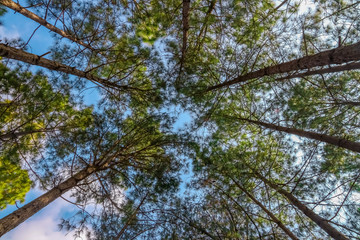 Looking up timber trees in the forest