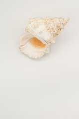 big frog sea shell on a white background