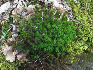 green forest moss bunch , detail of plant, photographic natural texture, close-up