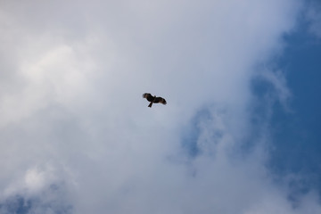 Silhouetted Asian Eagle flying against blue sky