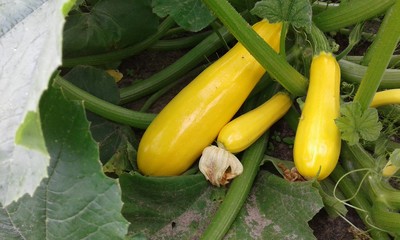 Zucchini in the garden