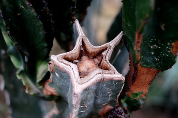 Fancy Tropical Plants