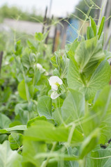 Eco young pea flowers and plants in spring garden