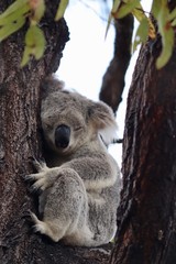 koala bear sleeping on tree