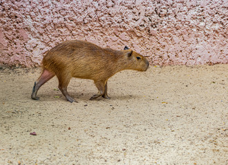 Capybara is a biggest rat in the world
