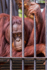 An orangutan that seems lonely