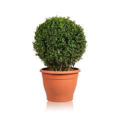 Buxbaum in einem Terracotta Topf isoliert auf weiß