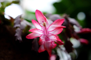 Rare tropical flower