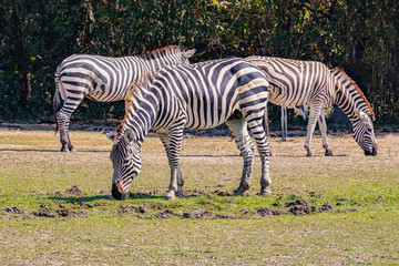 Fototapeta na wymiar Zebra eating food in the midday
