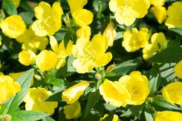 Yellow flowers of Oenothera, evening primrose, suncups or sundrops