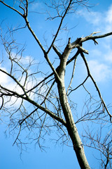 Dry twigs with the sky as the background