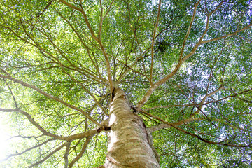 Fototapeta premium Green branches