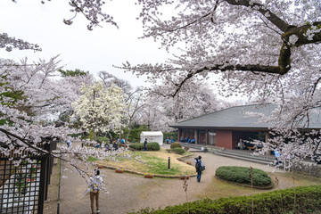 Hirosaki Park cherry blossoms in springtime. Many street vendors here during the festival. Visitors enjoy beauty full bloom pink flowers, food and drink. Aomori Prefecture, Japan