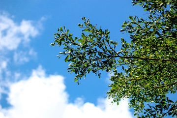 Green leaves with a background sky