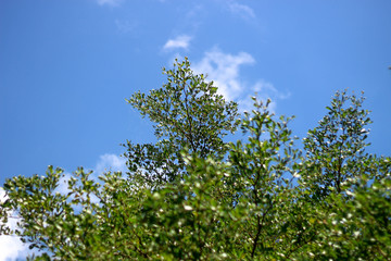 Fototapeta premium Green leaves with a background sky