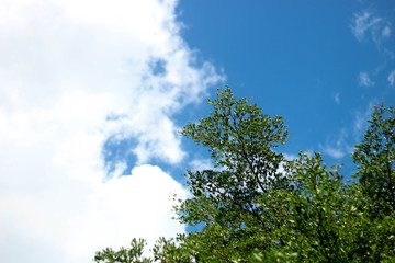 Green leaves with a background sky
