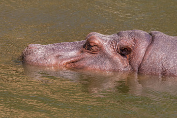 A close up view of a hippopotamus in a pond