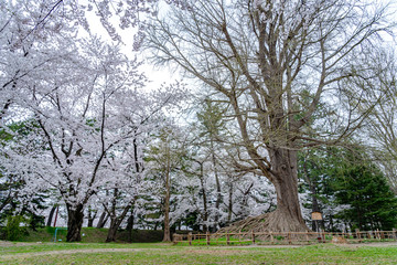 Hirosaki Park cherry blossoms in springtime season sunny day morning. Beauty full bloom pink sakura flowers in the park. Aomori Prefecture, Tohoku Region, Japan