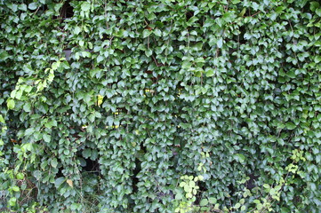Green Leaf Background Closeup vertical