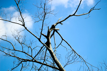 Dry twigs with the sky as the background