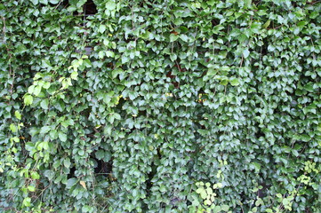 Green Leaf Background Closeup vertical