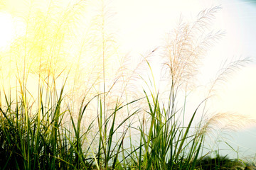  Beautiful grass flowers in the morning