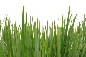 Fototapeta na wymiar Grass isolated on white background.