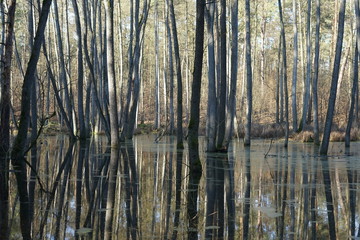 Geheimnisvolle Flusslandschaft in einem Auenwald