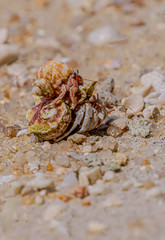 A variety of hermit crabs shape