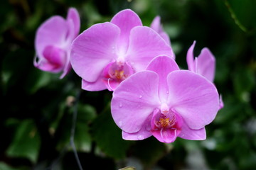Purple orchid flowers