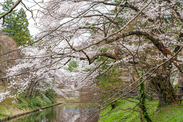 Fototapeta premium Hirosaki Park cherry blossoms in springtime season sunny day morning. Beauty full bloom pink sakura flowers at inner moat. Aomori Prefecture, Tohoku Region, Japan