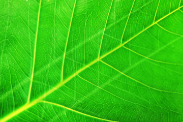 texture of green leaf