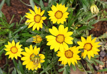 Closeup of bright yellow colorful chrysanthemums