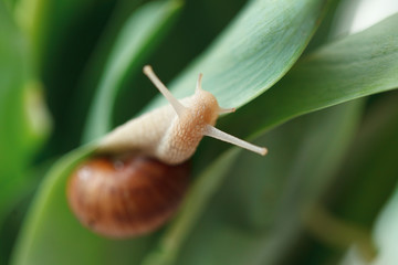 Snail macro on a leaf of tulip