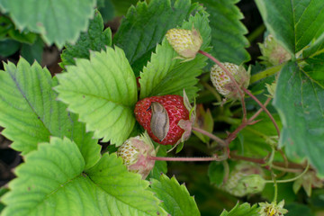 Snails, slugs or brown slugs destroy plants in the garden