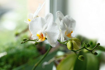 White orchid flower blooming at window sill