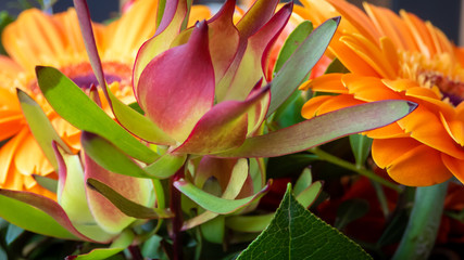Knospe einer Gerbera mit Blättern als Makro Aufnahme © HK Fotografie