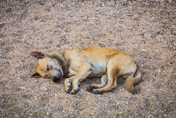 A homeless yellow dog lying and sleeping on the ground or beach sand.