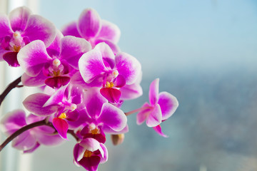 Fototapeta na wymiar Beautiful pink purple white Phalaenopsis or Moth dendrobium Orchid flower in winter in home window tropical garden. Floral nature background. Selective focus.