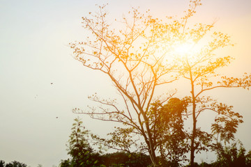 Obraz na płótnie Canvas sun light passes through the trees,The sun is falling