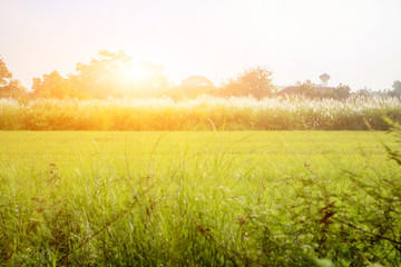 Obraz premium Landscape green rice field with sunrise in the morning