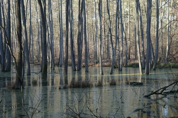 Wasserlandschaft eines Auenwalds