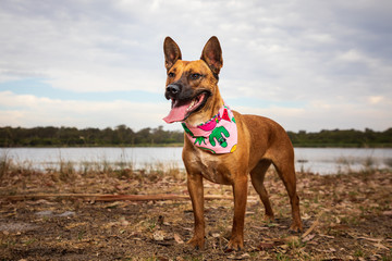 Obraz premium Standing happy doggy