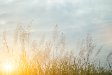 Beautiful grass flowers in the evening