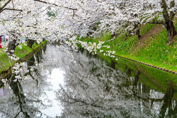 Hirosaki park cherry blossoms matsuri festival in springtime season beautiful morning day. Beauty full bloom pink sakura flowers at outer moat. Aomori Prefecture, Tohoku Region, Japan